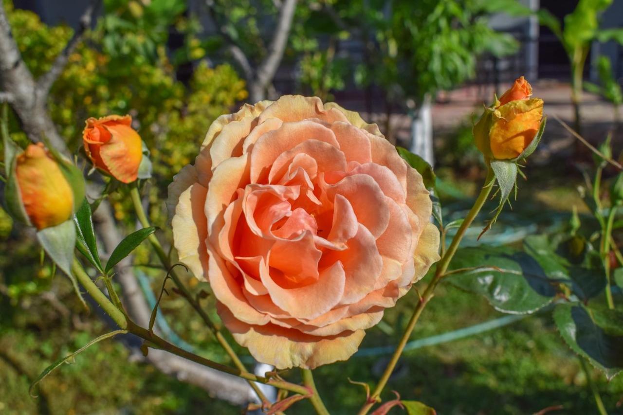 Rose Garden Apartments Mytikas  Esterno foto