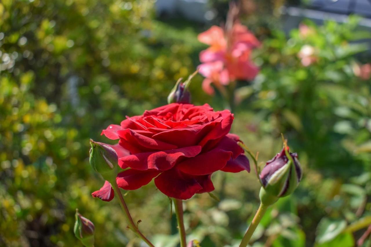 Rose Garden Apartments Mytikas  Esterno foto